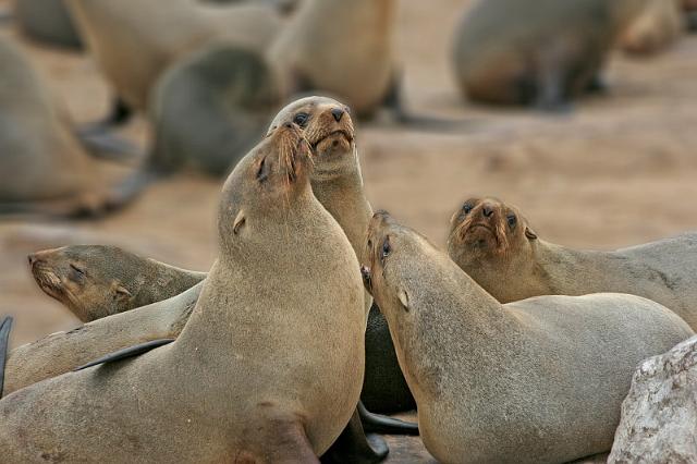 117 Cape Cross seal colony.JPG